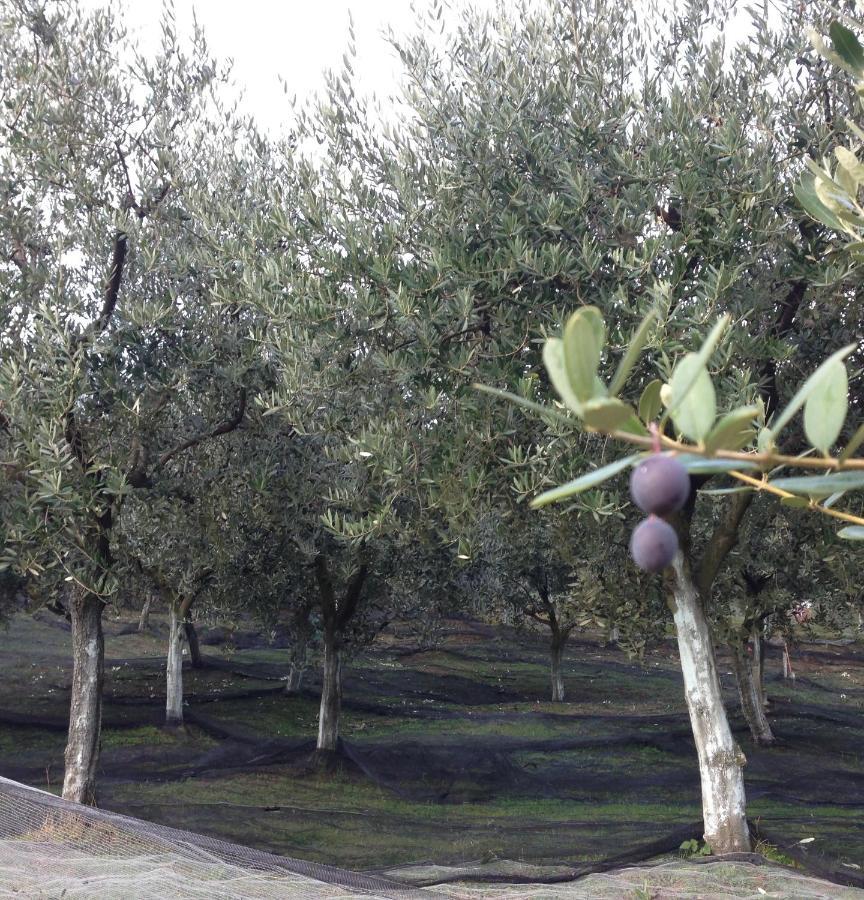 Bed and Breakfast Agrialpi By Salfrutta Bricherasio Exterior foto